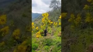 Как готовят мимозу к 8 марта