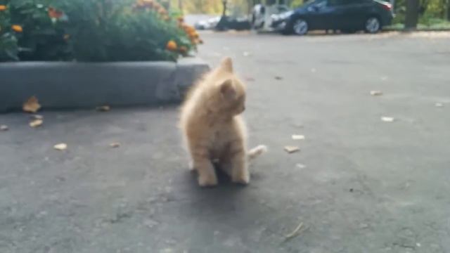 персиковый котенок смотреть онлайн