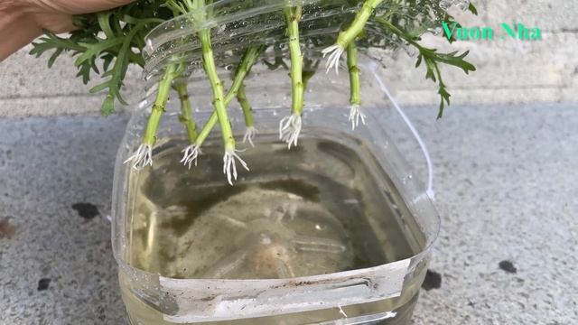Thử Giâm Hoa Cúc Với Nước Trong Chai Nhựa | Planting Chrysanthemums