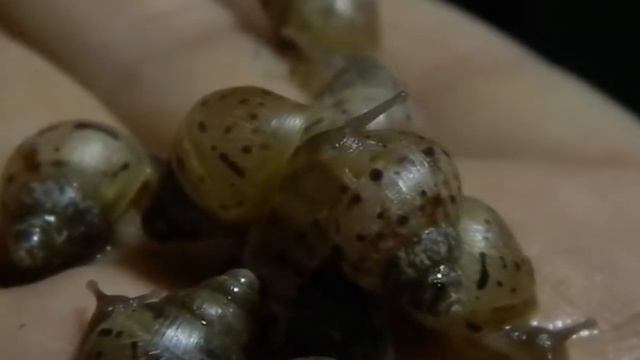 Ахатина Фулика 1 месяц