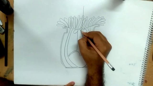 how to draw sea anemone смотреть онлайн