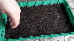 БРАХИКОМА. Посев брахикомы