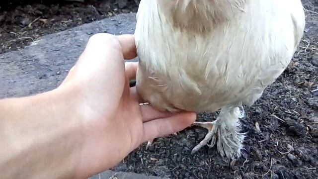 Новая порода кур!? / Курица с кривым клювом / Что случилось с ней? смотреть онлайн