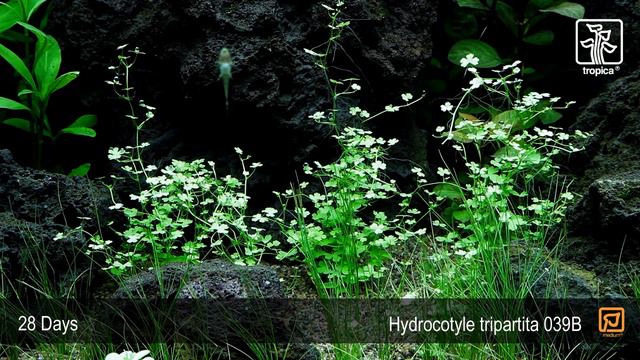Hydrocotyle Tripartita