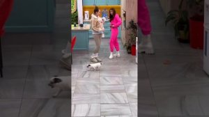 Дом 2! а Тиграну нравится, толстая кривоногая собака Клавы)