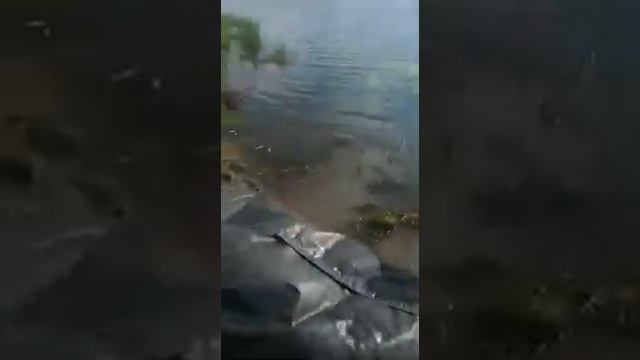 Зарыбление водоема щукой в новосибирске на озере Линёво Хищник