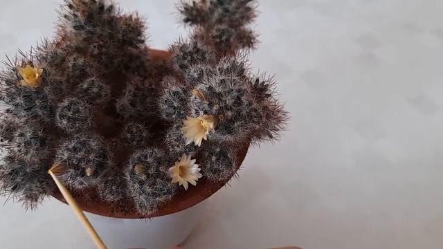#кактус #маммиллярия / Маммиллярия (лат. mammillaria). Весеннее цветение кактуса смотреть онлайн