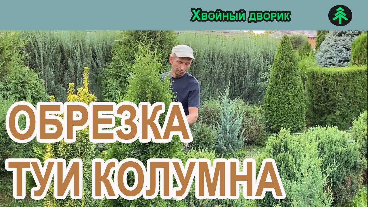 Обрезка и формировка туи западной колоновидной Колумна!Выращивание хвойных растений."Хвойный дворик" смотреть онлайн