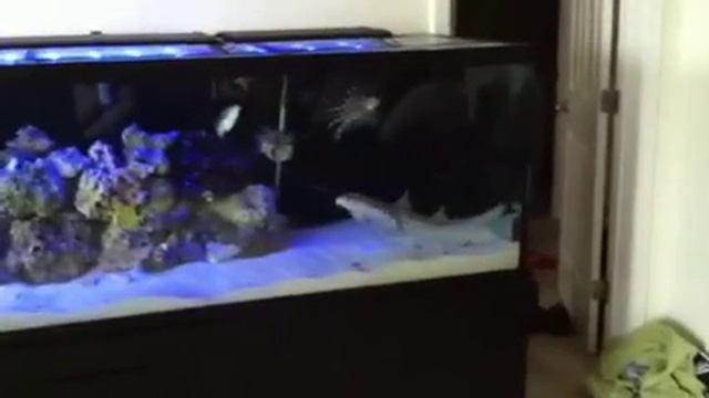 Banded Cat Shark смотреть онлайн