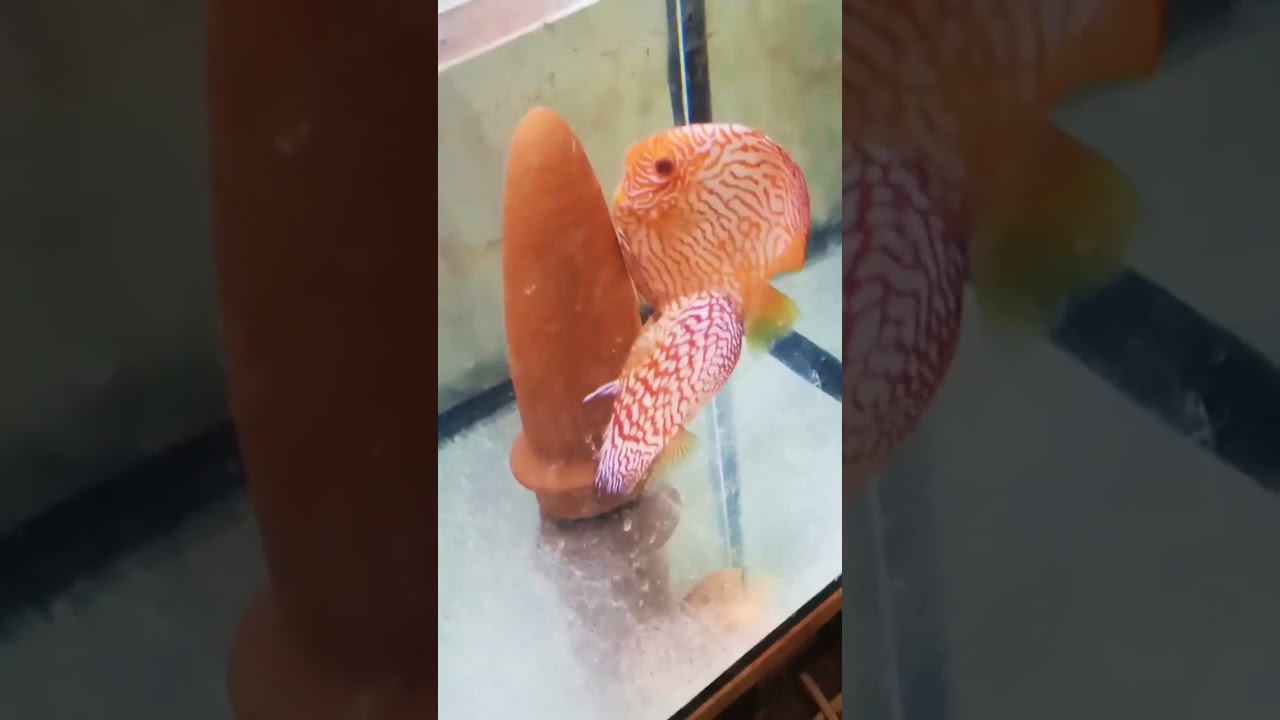 Нерест Дискусов Пиджен 2 #fish #fishaquarium #discus #aquarium #аквариум #нерест #аквариумныерыбки смотреть онлайн