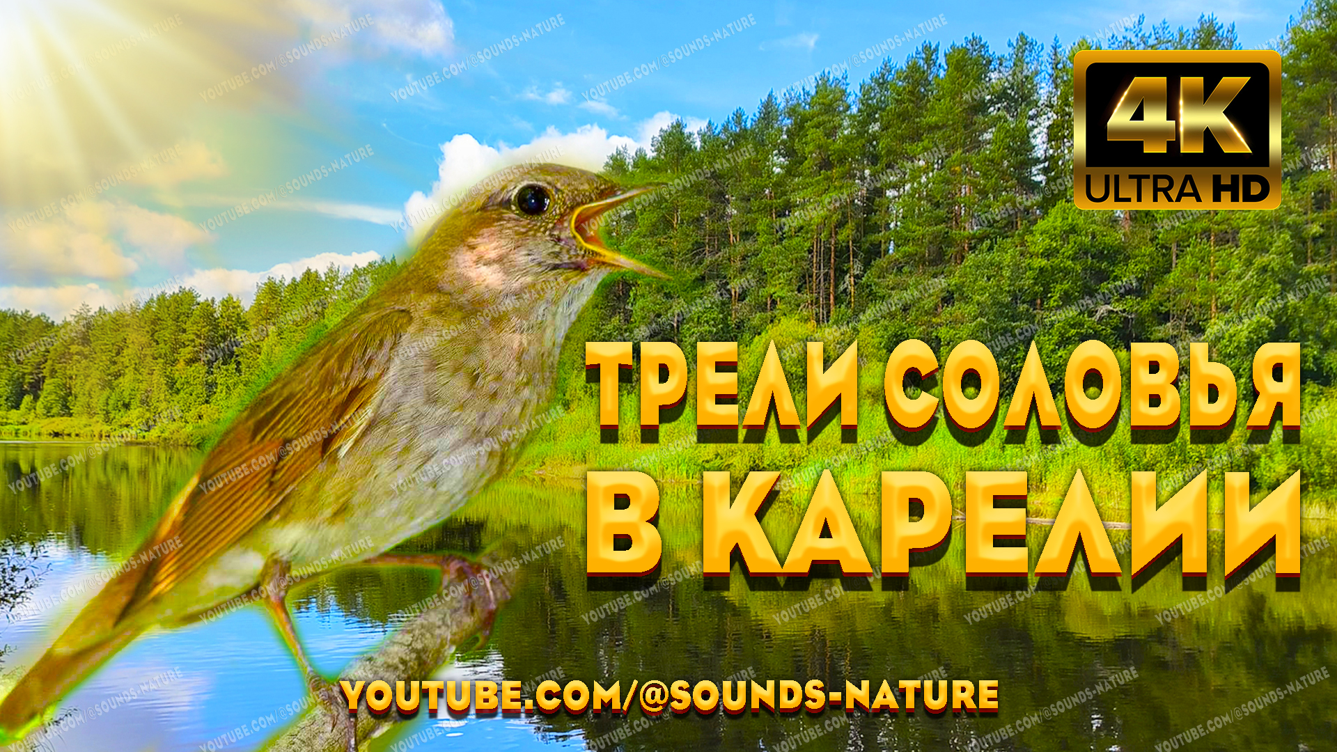 Целительное Пение Соловья У Таёжной Реки. Пение Соловья, Поможет Вам Расслабиться И Успокоиться. смотреть онлайн