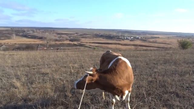 Прогулки зимой с коровой. смотреть онлайн