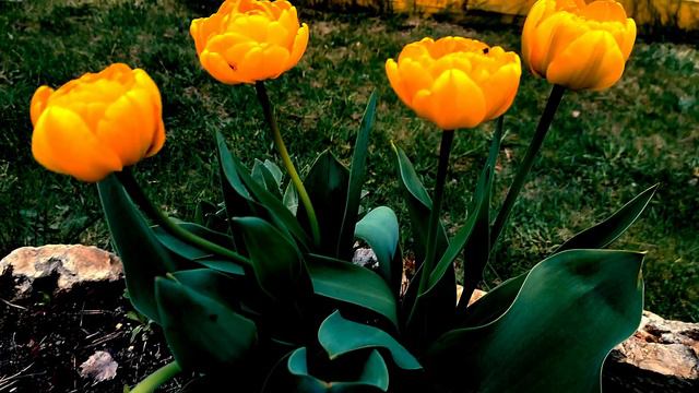 С днём рождения Солнышко авторская песня Максим Кинжал смотреть онлайн