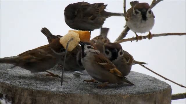 САМОДЕЛКИ для ВОРОБЬЁВ