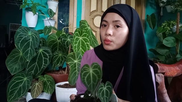 peebedaan anthurium kuping gajah tarantullah dan kuping gajah mini смотреть онлайн
