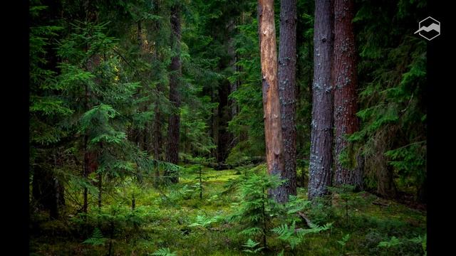 Фотоохота и пейзажная съёмка. Фототуры по Центральной России смотреть онлайн