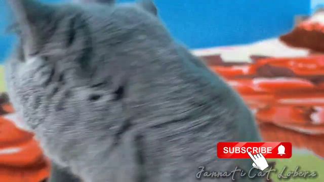 So Cute‼️Munchkin BSH Scottish Fold Blue Solid Color Top Grade | Gender Female | Jannati Cat Lovers смотреть онлайн