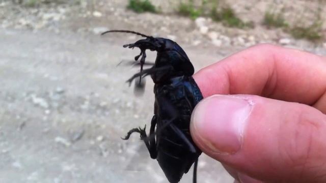 Кавказская жужелица смотреть онлайн