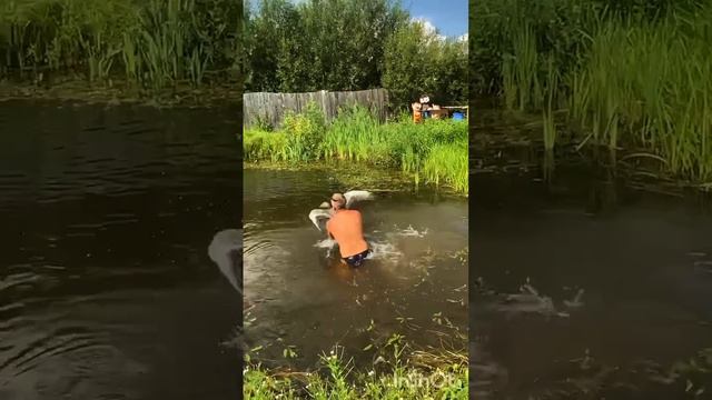 плаваем с гусем🤣🤣🤣это круто и весело....есть дельфинарий, а у нас гусинарий....гусь Борька!!! смотреть онлайн