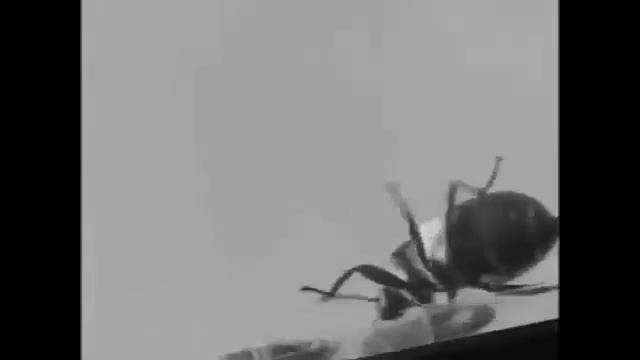 Pest Reject