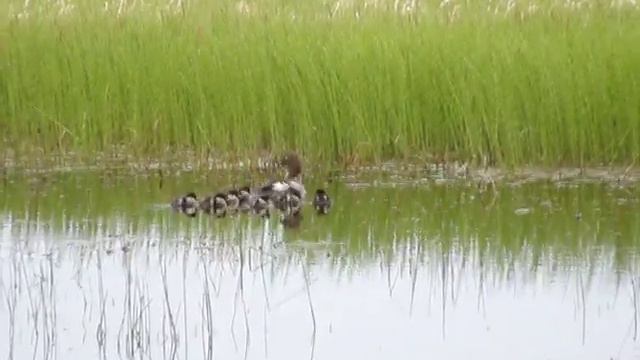 Duck with ducklings - гоголюшка с утятами (Bucephala clangula). смотреть онлайн