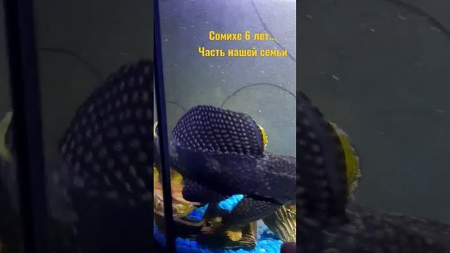 Сомихе 6 лет #сомы #животные #рыбы #семья смотреть онлайн