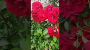 Плетистая роза Амадеус