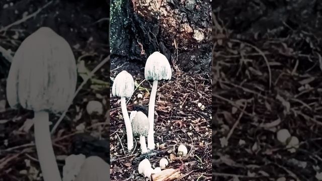 ? Thunder & Rain ⛈️ Binaural Rainstorm Sounds for Relaxing, Focus or Sleep | Short смотреть онлайн