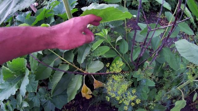 Жёлтая черешня сорт Желточек. Выращивание черешни без укрытия в Челябинске смотреть онлайн
