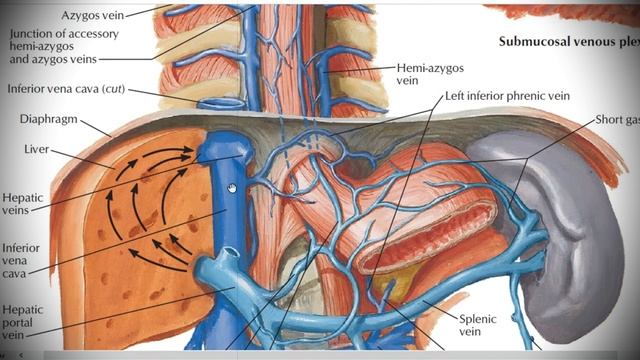 Анатомия с АВ. Воротная вена (vena porta), анастомозы и кровообращение плода. смотреть онлайн