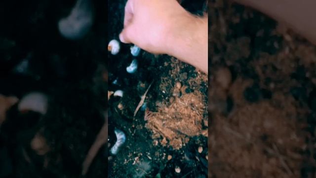 Breathe oxygen - Личинка жука носорога(Oryctes nasicornis) смотреть онлайн