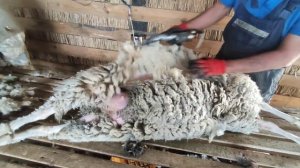 Стрижка овец