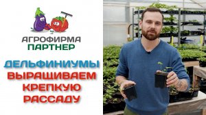 Дельфиниумы. Выращиваем крепкую рассаду