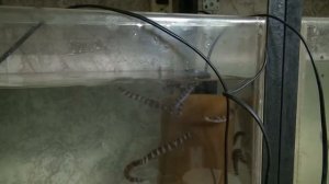 Нерест акантофтальмусов. Как правильно выкармливать (поднимать) помет аквариумных рыб.