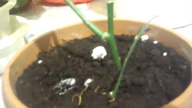 мое поолнение лимонов смотреть онлайн