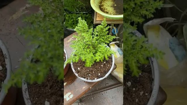 пилея смотреть онлайн