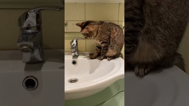 Кошка и капельки воды. смотреть онлайн