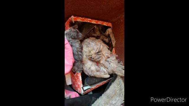 Курица в шубе высиживает цыплят смотреть онлайн