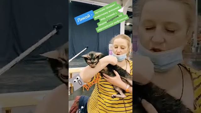 Ликой - кот, который умеет сбрасывать шерсть смотреть онлайн