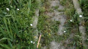 Обработка раундапом от сорняков