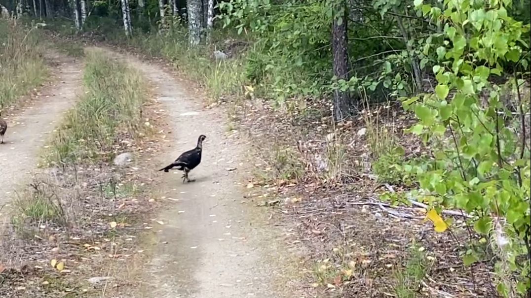Рыбалка в Карелии. Постройка Избы. Фильм 7 Отдых и путешествие смотреть онлайн