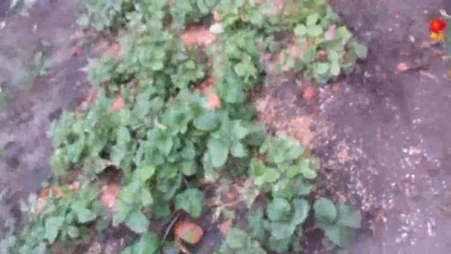 ПОБЕДА НАД СЛИЗНЯМИ, ДАЖЕ НЕ ИСПОЛЬЗУЯ ПОДРУЧНЫХ СРЕДСТВ. смотреть онлайн