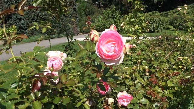 Rosa ´Eden Rose 85´ (pozdní léto, září) смотреть онлайн