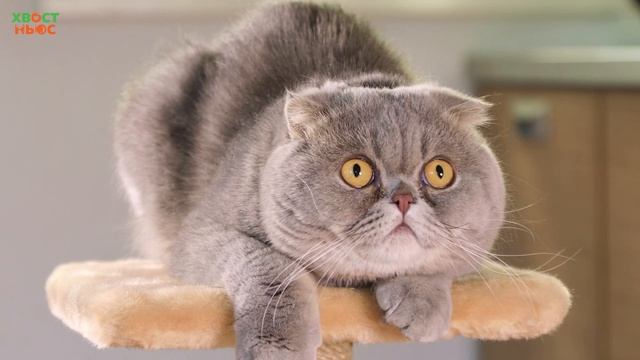 Интересные факты о шотландской вислоухой кошке смотреть онлайн