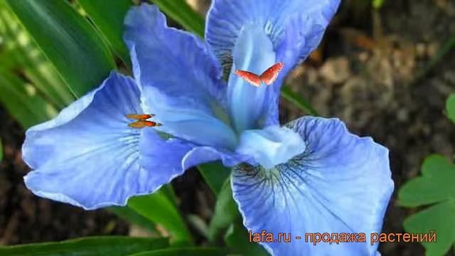 Ирис сибирский Диэ Дилайт (iris siberica dear delight) ? обзор: как сажать, саженцы ириса Диэ Дилай смотреть онлайн