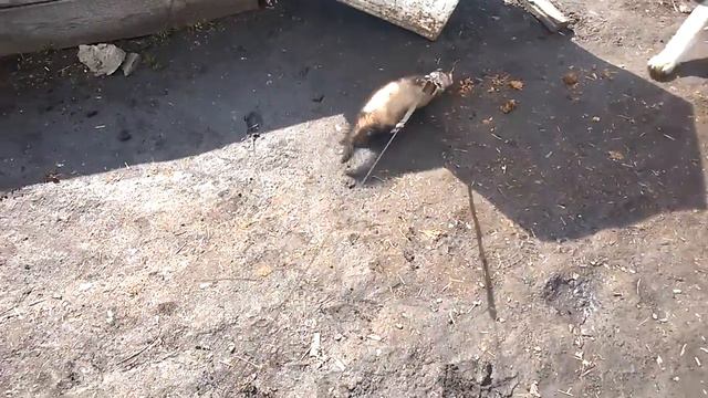 харек и щенок алабай смотреть онлайн