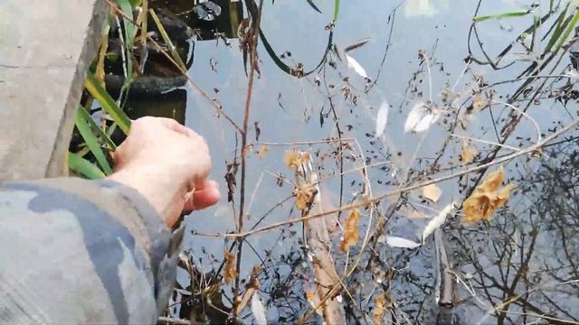 серебряный карась с длинными плавниками смотреть онлайн