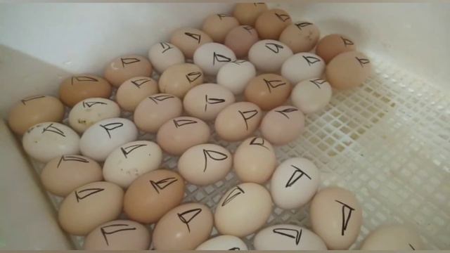 Инкубация куриных яиц. Вывод выше 90%!!! Инкубация от А до Я.