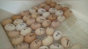 Инкубация куриных яиц. Вывод выше 90%!!! Инкубация от А до Я.