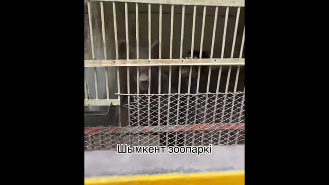 Шымкеттің зообағы. Зоопарк в Шымкенте.